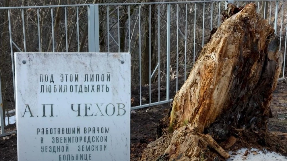 Что посмотреть в звенигороде виды звенигорода Пень Чеховской липы